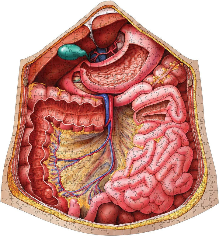 Dr. Livingston's Human Anatomy 500 Piece Jigsaw Puzzle - Educational Learning To