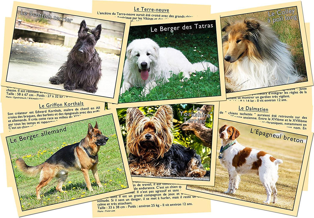 Marcvidal Marcvidal477 Learn to Recognize Dogs, Multi-Color - Yachew